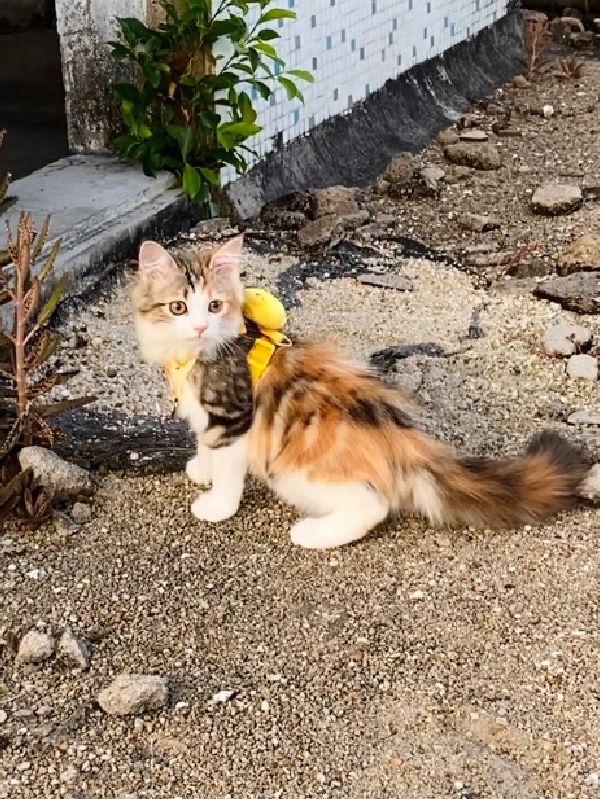 无语 田园猫哪里贵了…