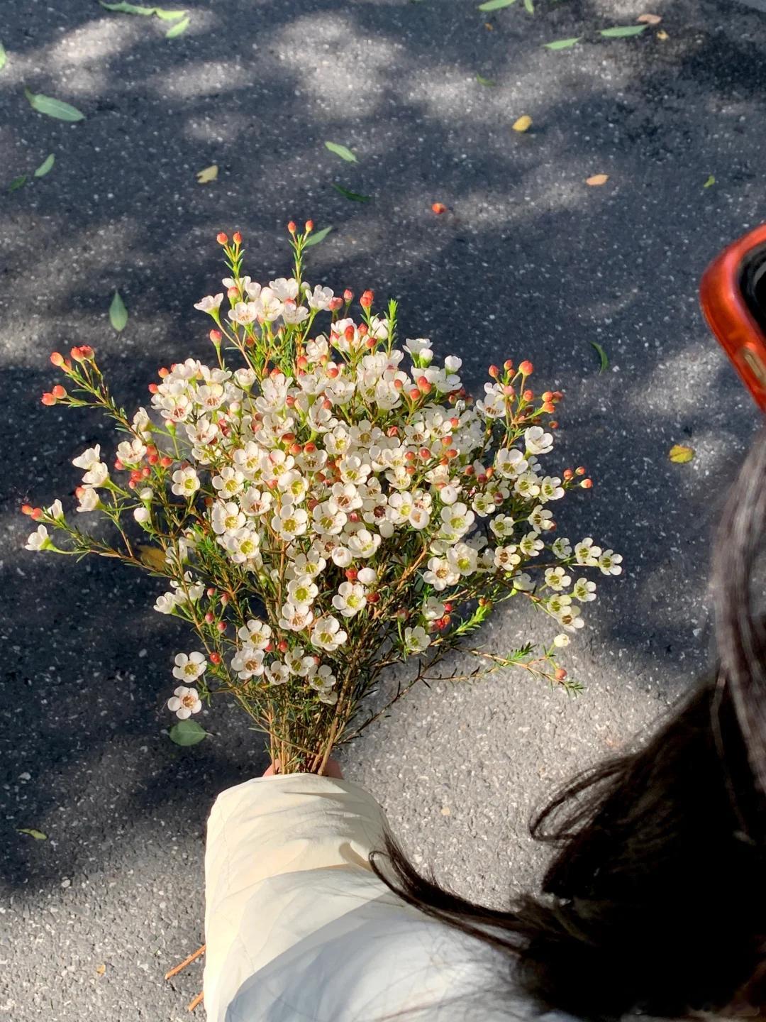 2024年度live图|记录今年养过的漂亮花花  趁还在2024年，赶一个鲜花年