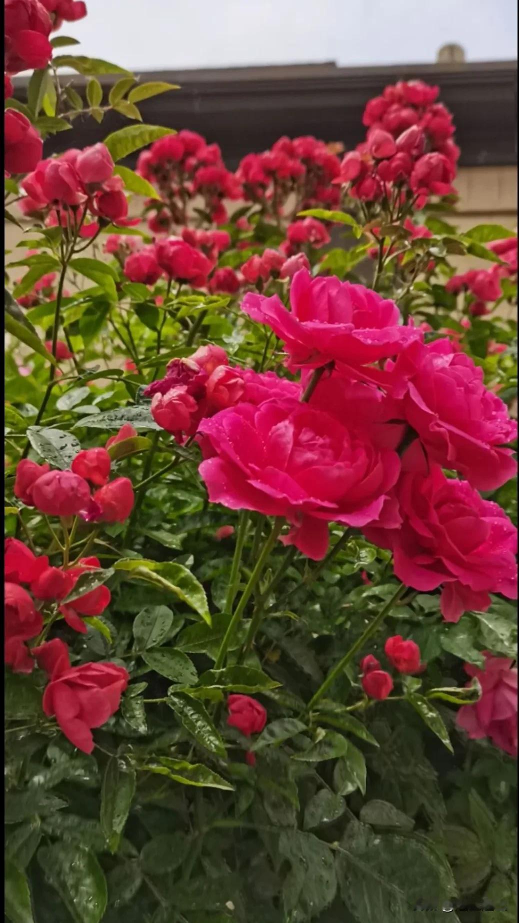 快来欣赏我家门前一棵蔷薇花，美丽鲜艳夺目又动人，邻居的打卡之地。
