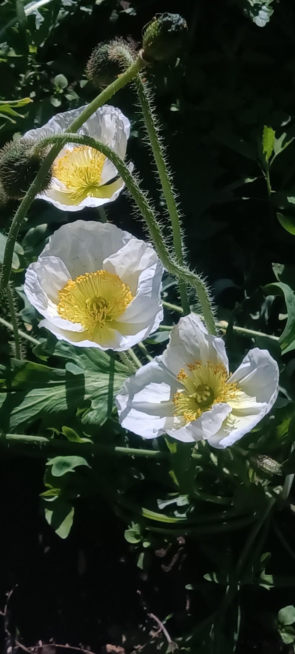 用来和面最适用了。我家电饭锅很健康，但是我每次和面都是利用锅胆。既不粘、又稳重，
