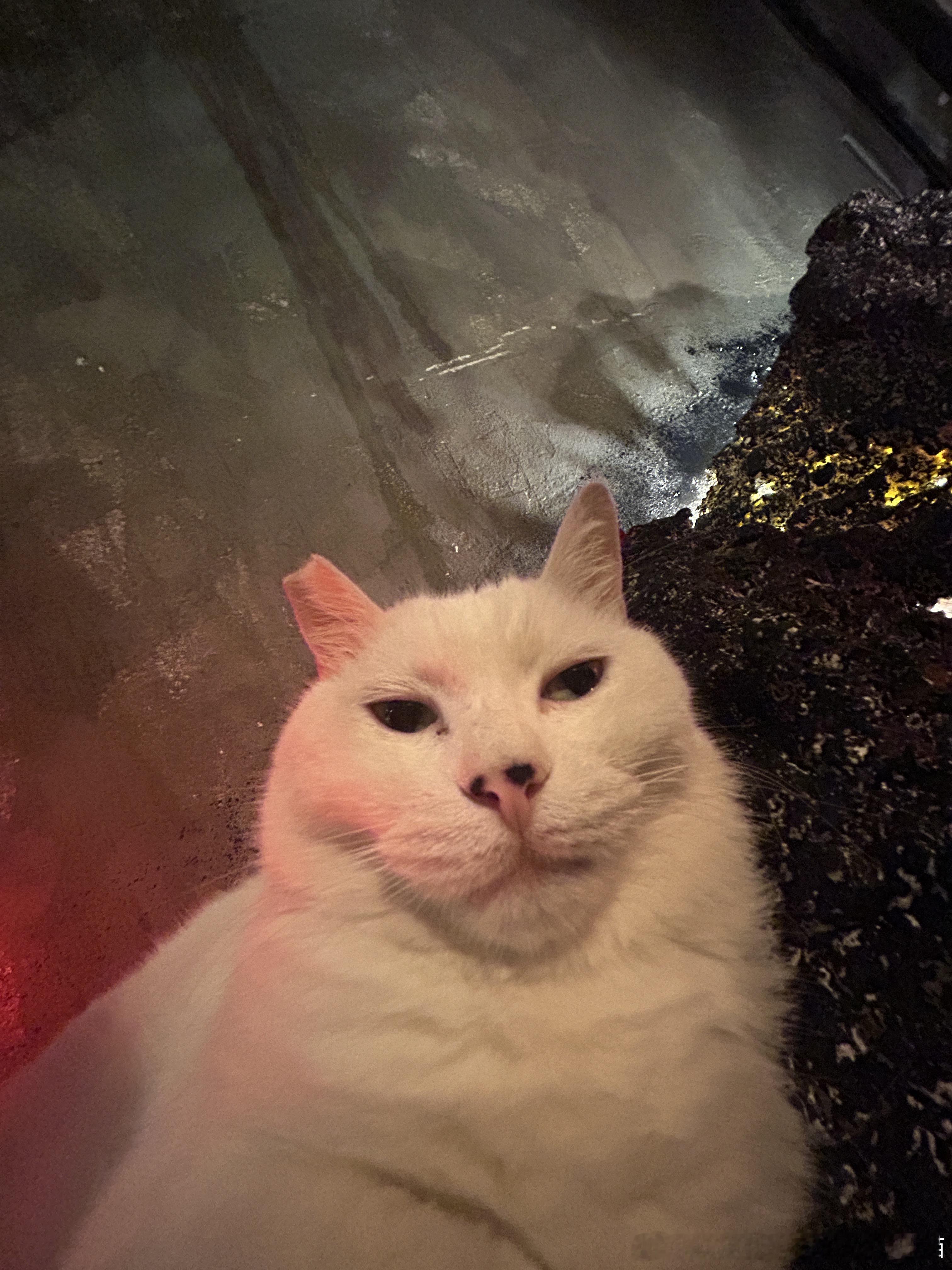 49282【丑猫】经常去的咖啡店的帅哥大馒头 