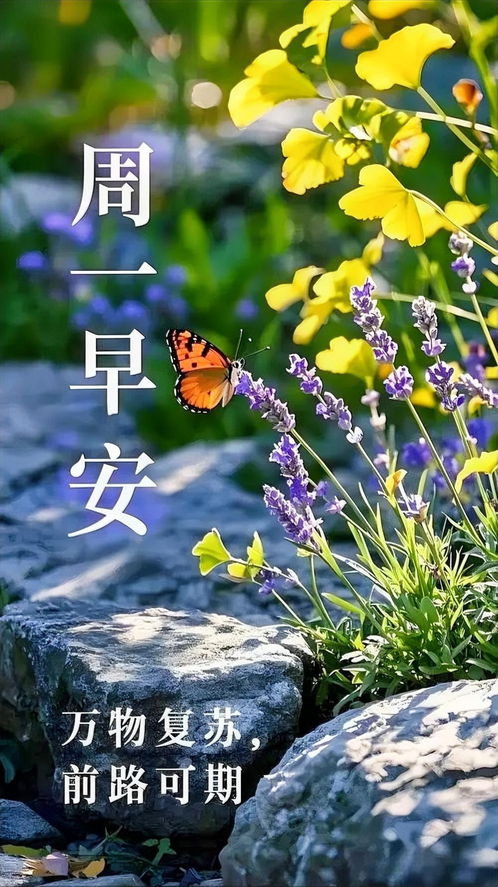 周一早安！蝶舞花间，万物复苏，前路可期，这温柔一瞥，治愈你所有一周的疲惫。
分享