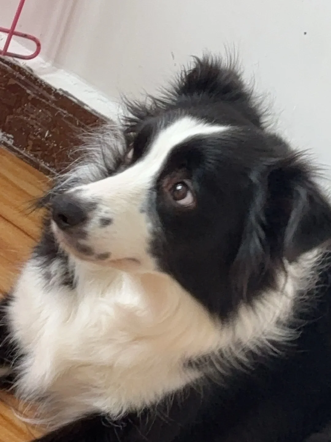 椰子：您们礼貌吗