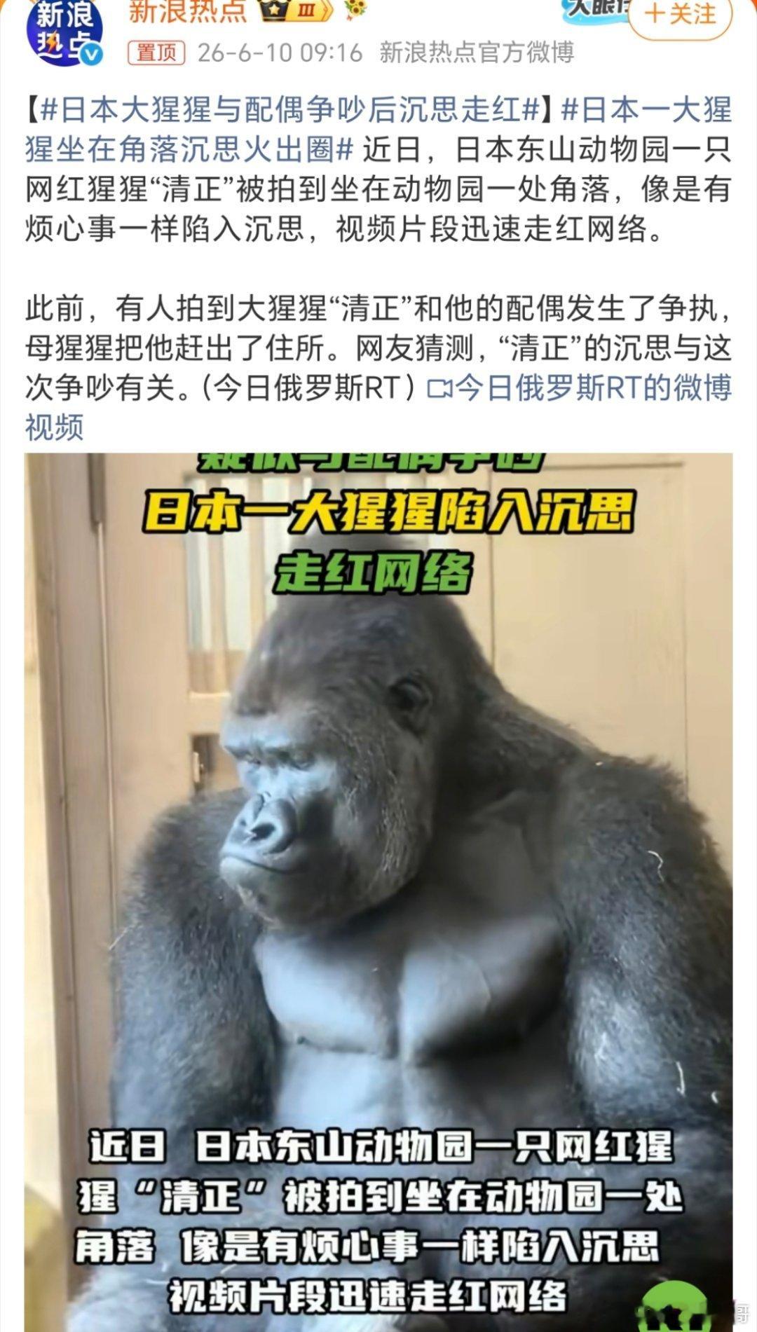 日本大猩猩与配偶争吵后沉思走红这个不应该是他们的人在的吗？
