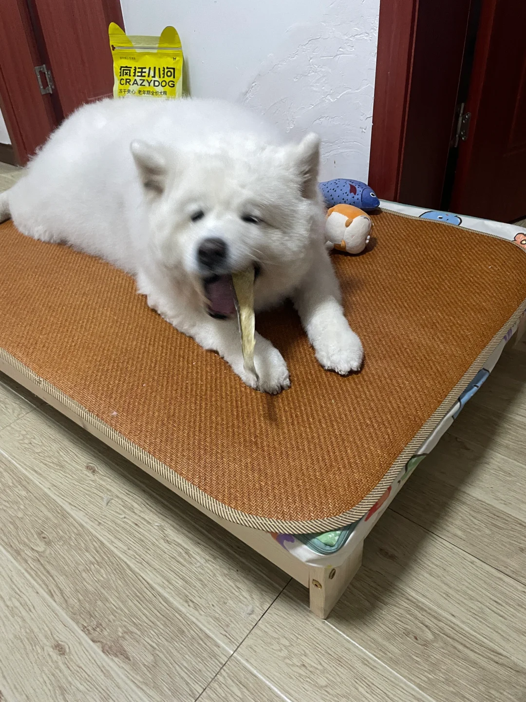 我只是一只吃鱼皮皮的小猪咪