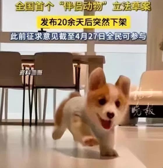 你听说了吗？

伴侣动物新规

为啥全网大半人都反对？

其实道理真的很简单，这