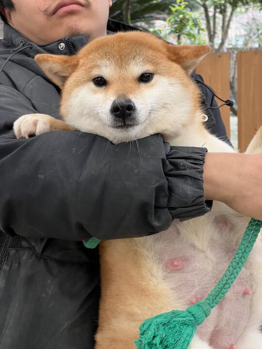 标柴 | 赤色母