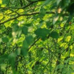 阳光信用[超话]阳光信用每日一善 [举手][举手][举手]老师求🍎心中不可少善