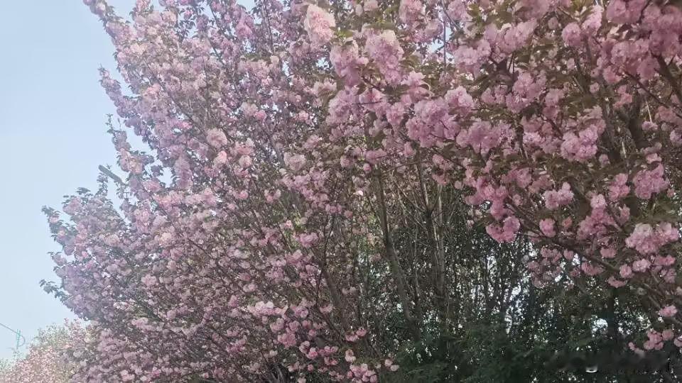 陌野山川白雪皑，
梨花满树掩窗台。梅开雪后 月明梨花白 林间雪景 梨花盛景 梨花