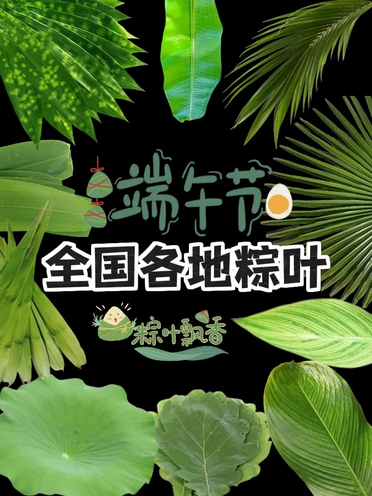 【16种粽叶】这次不比甜粽还是咸粽，比粽叶