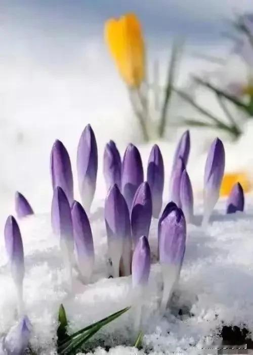 雪花纷飞，花开如雪。保持爱和热忱，万物皆可期待