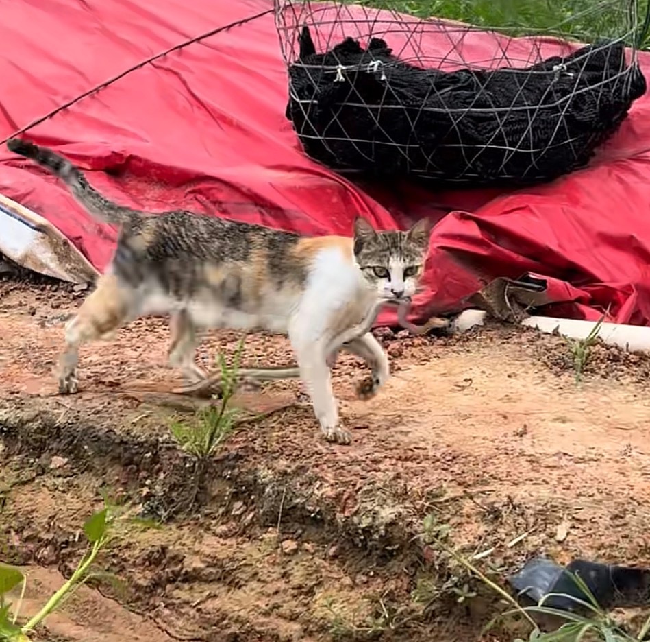 还是猫厉害啊，啥也不怕，叼着🐍就跑了 