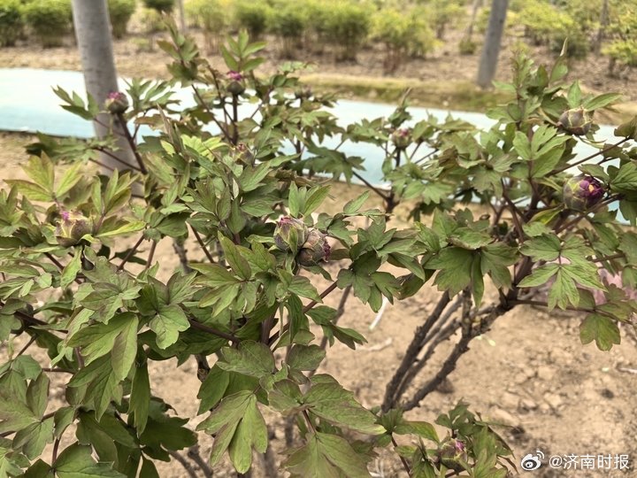 【奇景！#菏泽现单株3枝6枝并蒂牡丹花苞#】#菏泽牡丹罕见并蒂三重奏#  春和景