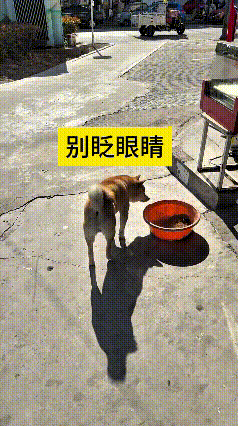 我看了好几遍这个视频，真是给我逗乐了。小黄狗慢悠悠走到盆边，就凑上去闻了闻吃食，