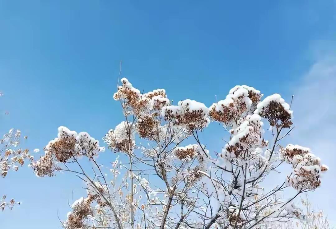 变天了！
11月15日，沧州气象台发布大风蓝色预警信号，大风过后便是降温，好在沧
