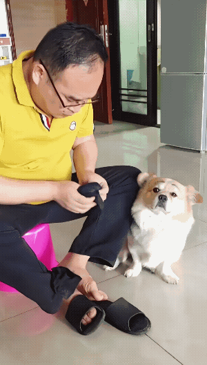 主人吻袜子的这个行为，让它都看不起了。
它的那个眼神，起初是吃惊，然后是不可思议