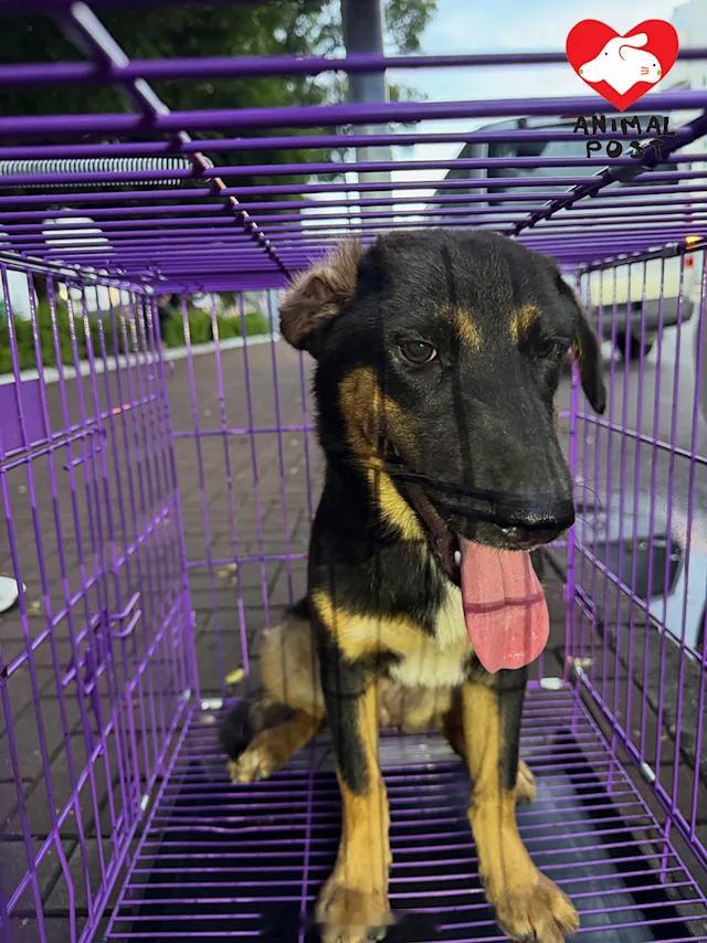 要爱护动物狗狗 「負傷幼犬徘徊新界元朗街頭半天..義工救起急尋狗主聯絡…...」