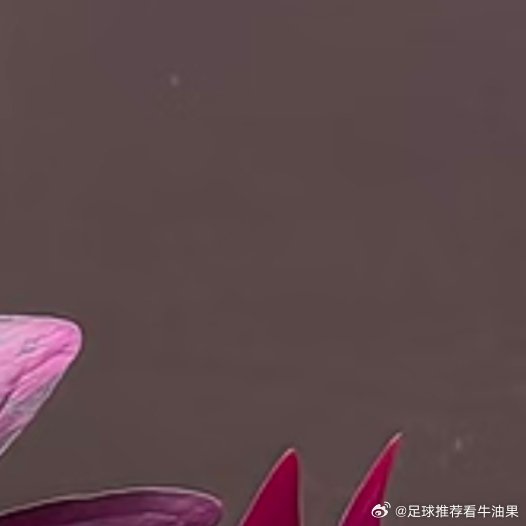 紫叶酢浆草  1. 栽培方式：泥炭+腐叶土+珍珠岩，疏松微酸排水土；球根块茎，浅