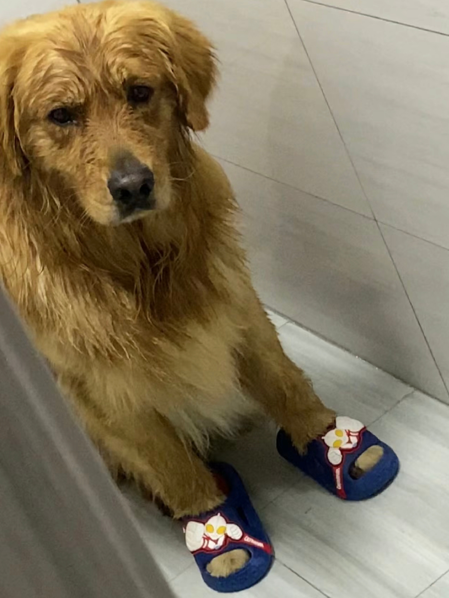 主人忘记给狗狗吹干结果狗狗生气了 ​​​