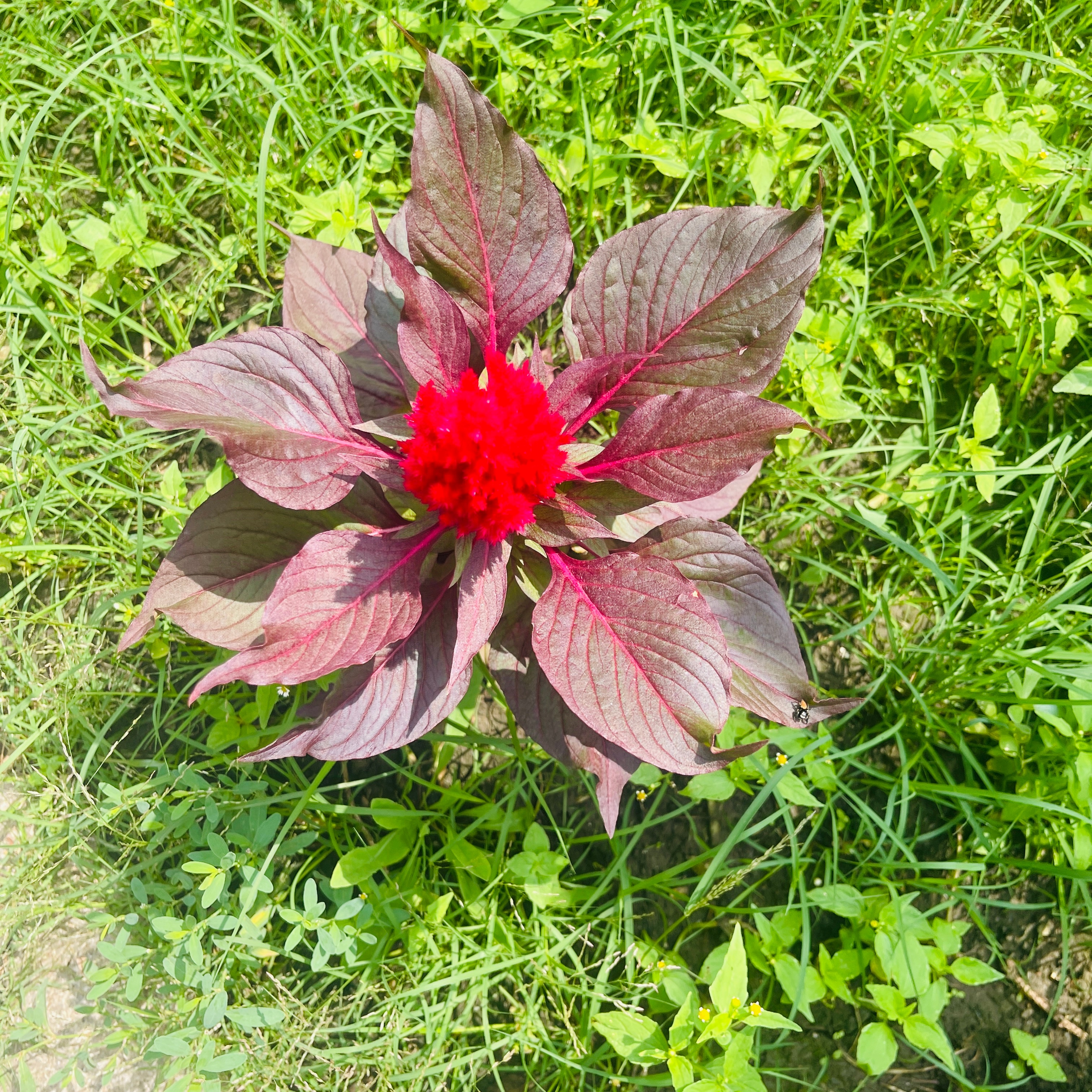 我学生说我家小区里的花像佛怒唐莲