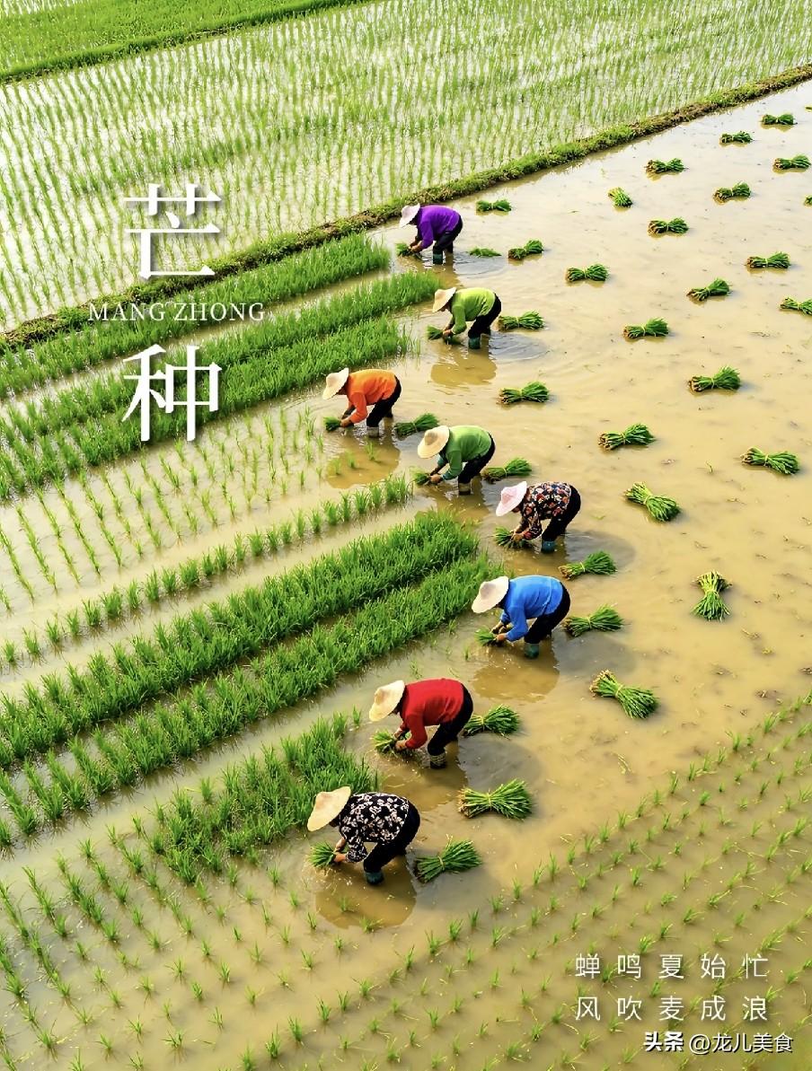 “男怕芒种，女怕小寒”！今日芒种，男人牢记1吃2做3穿
 
时节轮转，仲夏启幕，