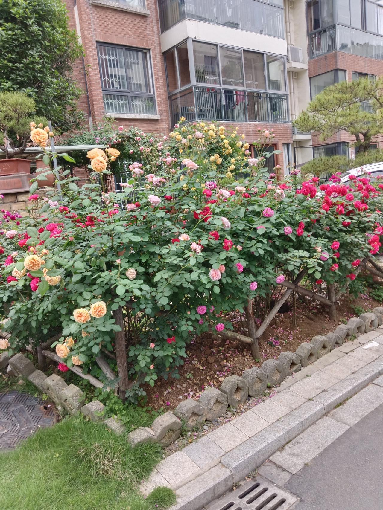 5月2日，三月十六，小雨转大雨
  回家及去无为严桥路边遍插彩旗好几处，问问，叶