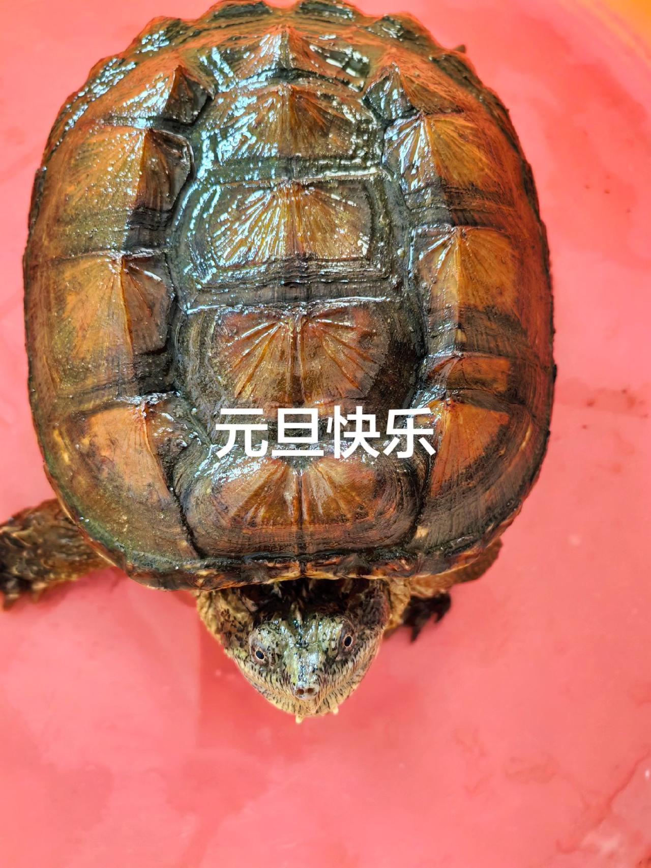 这个叫什么龟？真实生活分享官 开眼界了 鳄鱼龟 长跑 大数据报告