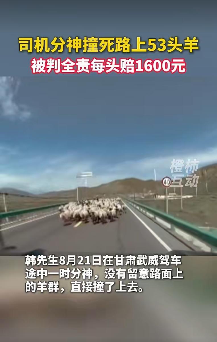 甘肃一男子驾车撞上羊群致53只羊死伤，交警判定其全责，与羊主人协商后按每只羊16