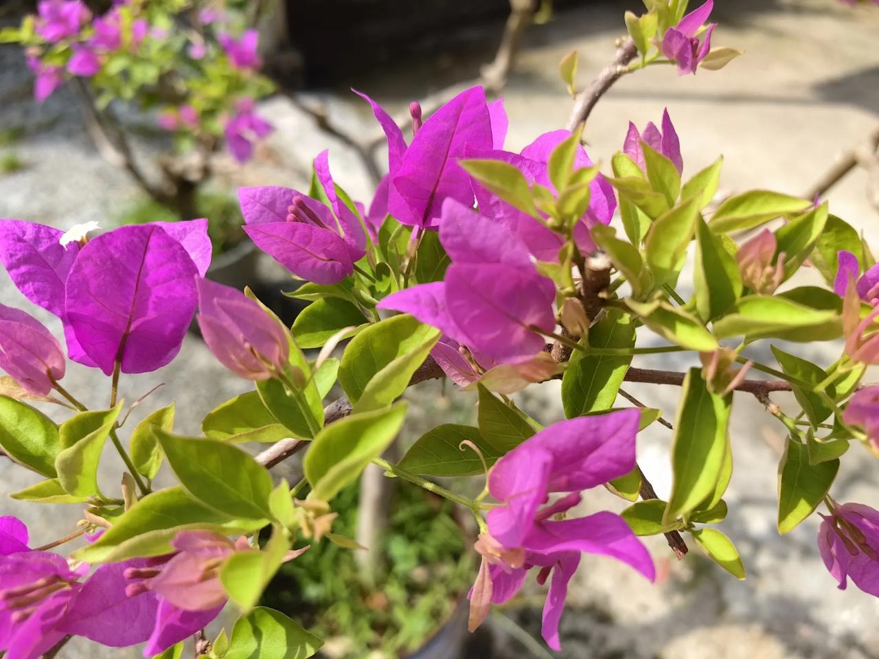 三角梅：紫花绿叶映蓝天，清香扑鼻醉人心。#从春开到秋的花# #秋日紫薇花开# #