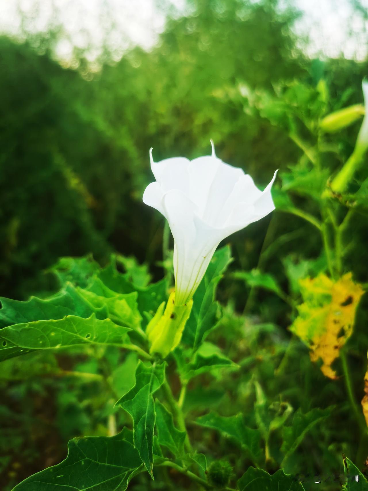 传说中的曼陀罗花