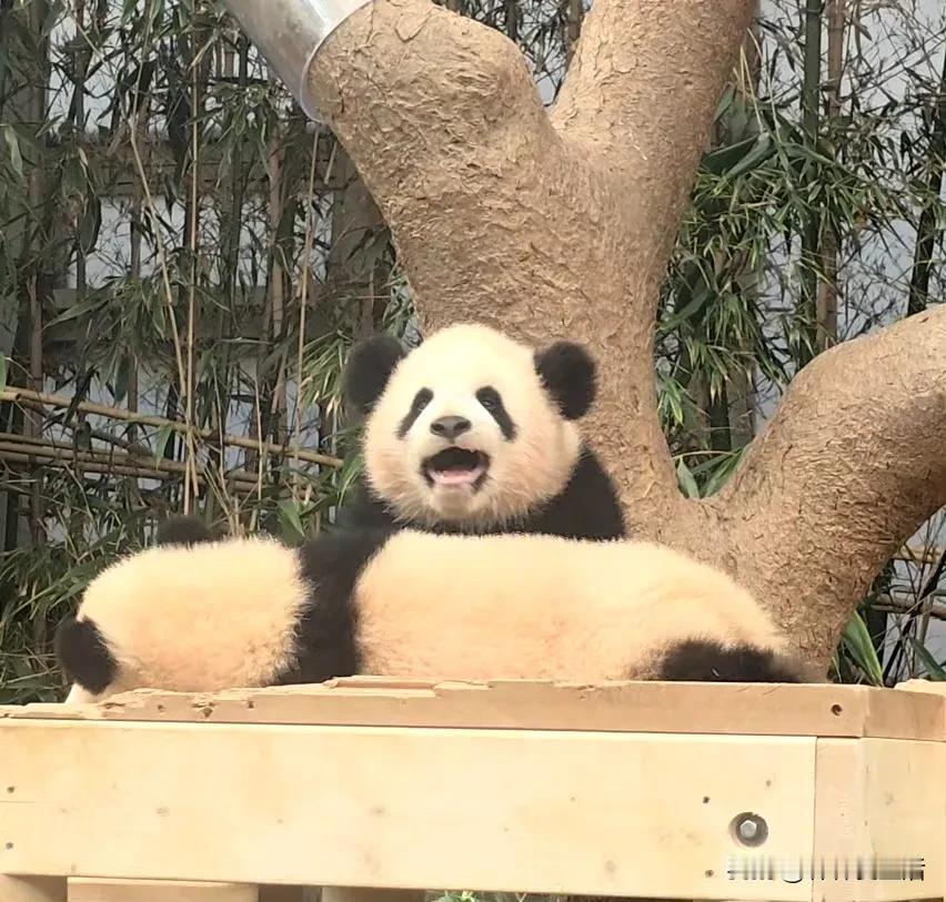 睿宝，不变的笑容，变得是岁月的更迭。

从1月到6月，长大了，睿睿，开心的笑吧，
