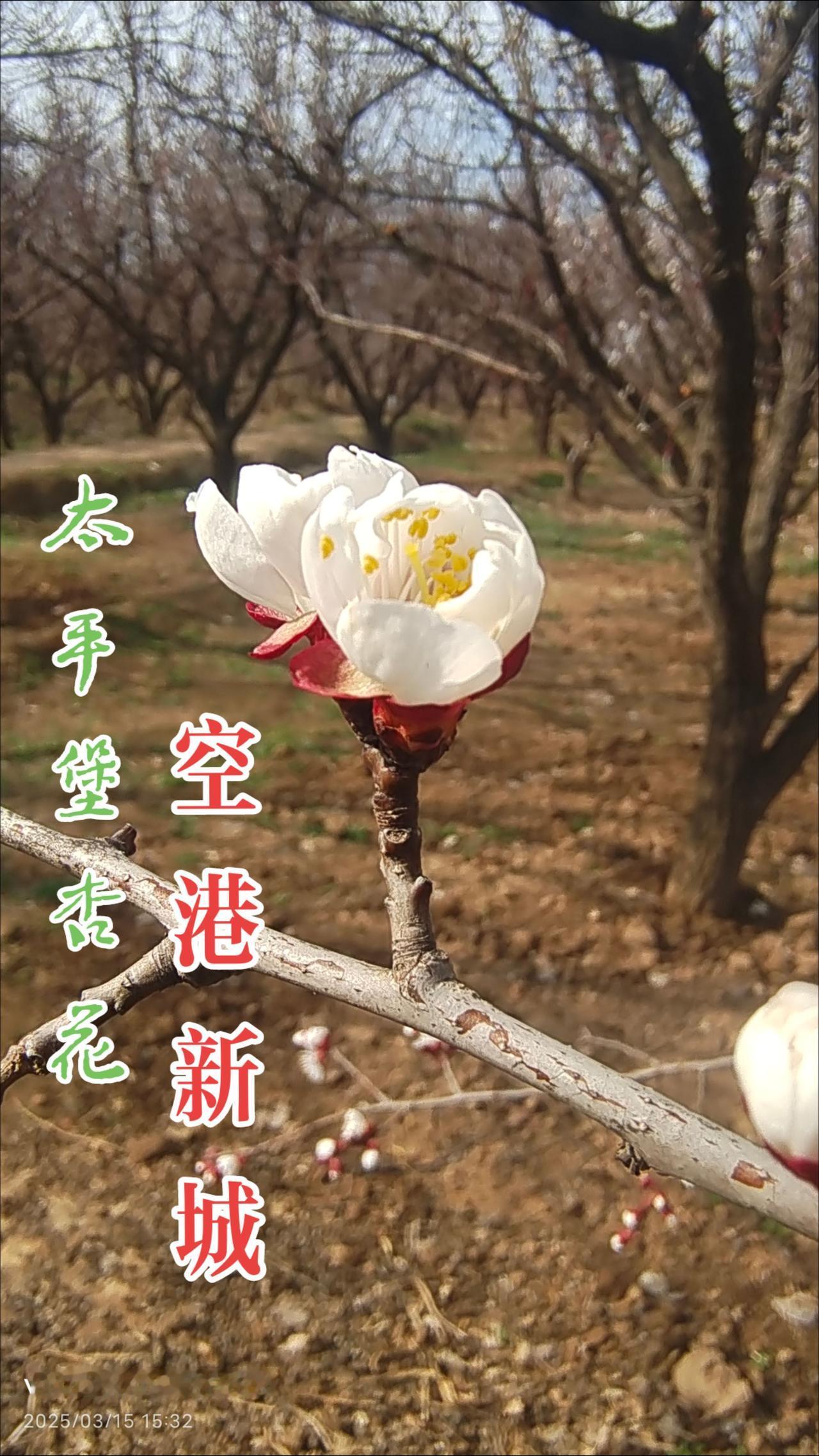 看见音乐 愿所有美好不期而遇 春日赏花