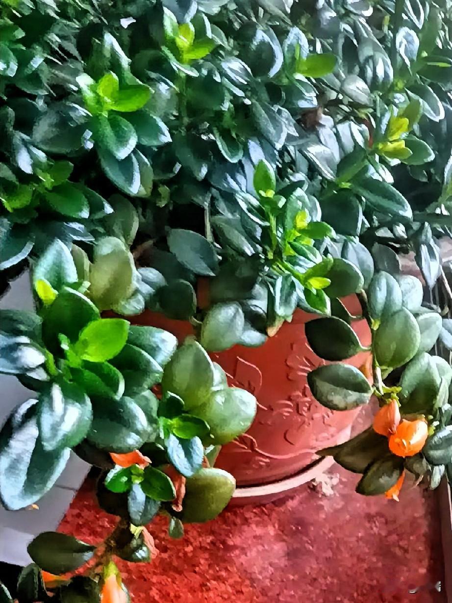 人这一辈子，不必太过聪慧。
常言道，聪明反被聪明误。
古人早有警示：劳者易逝，过