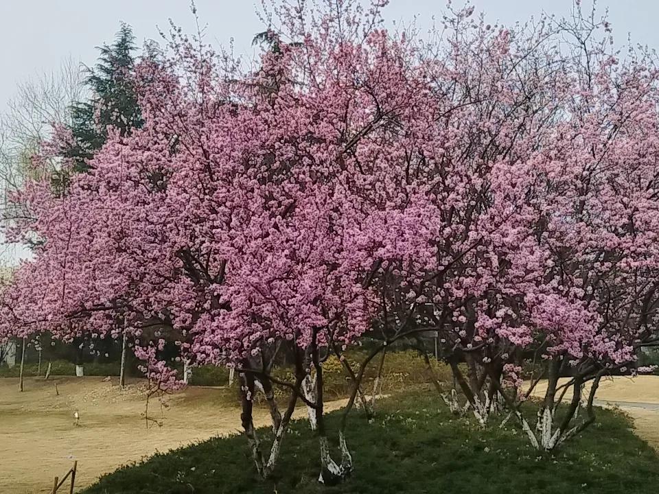 花开的太漂亮了公园散步随拍 。