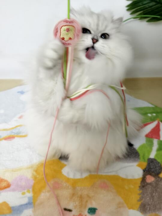 玩嗨了