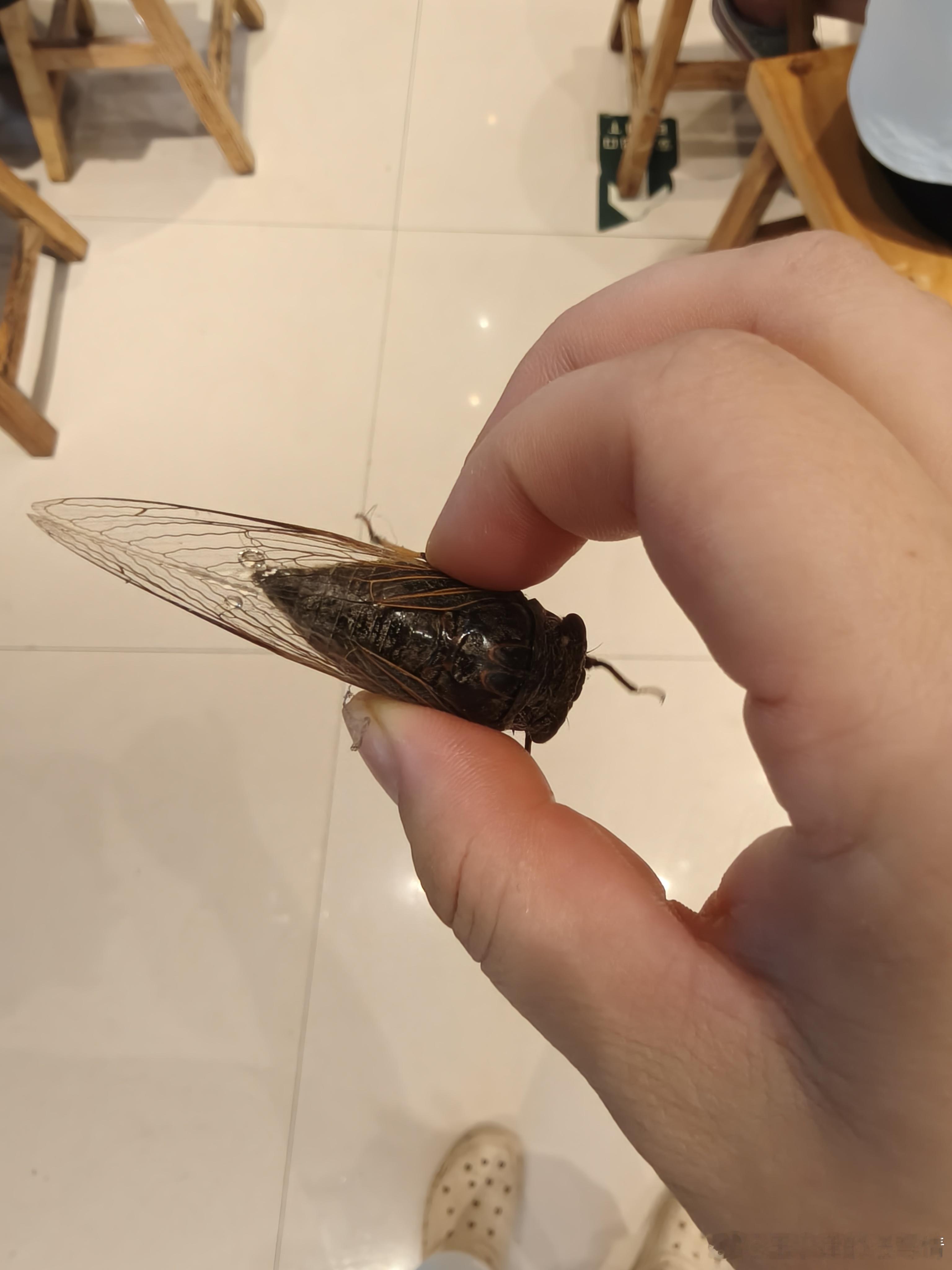 这也是稀奇玩意。可是我大妞现在爱心爆棚，只要是活着的小动物，是一定不能把玩的，立