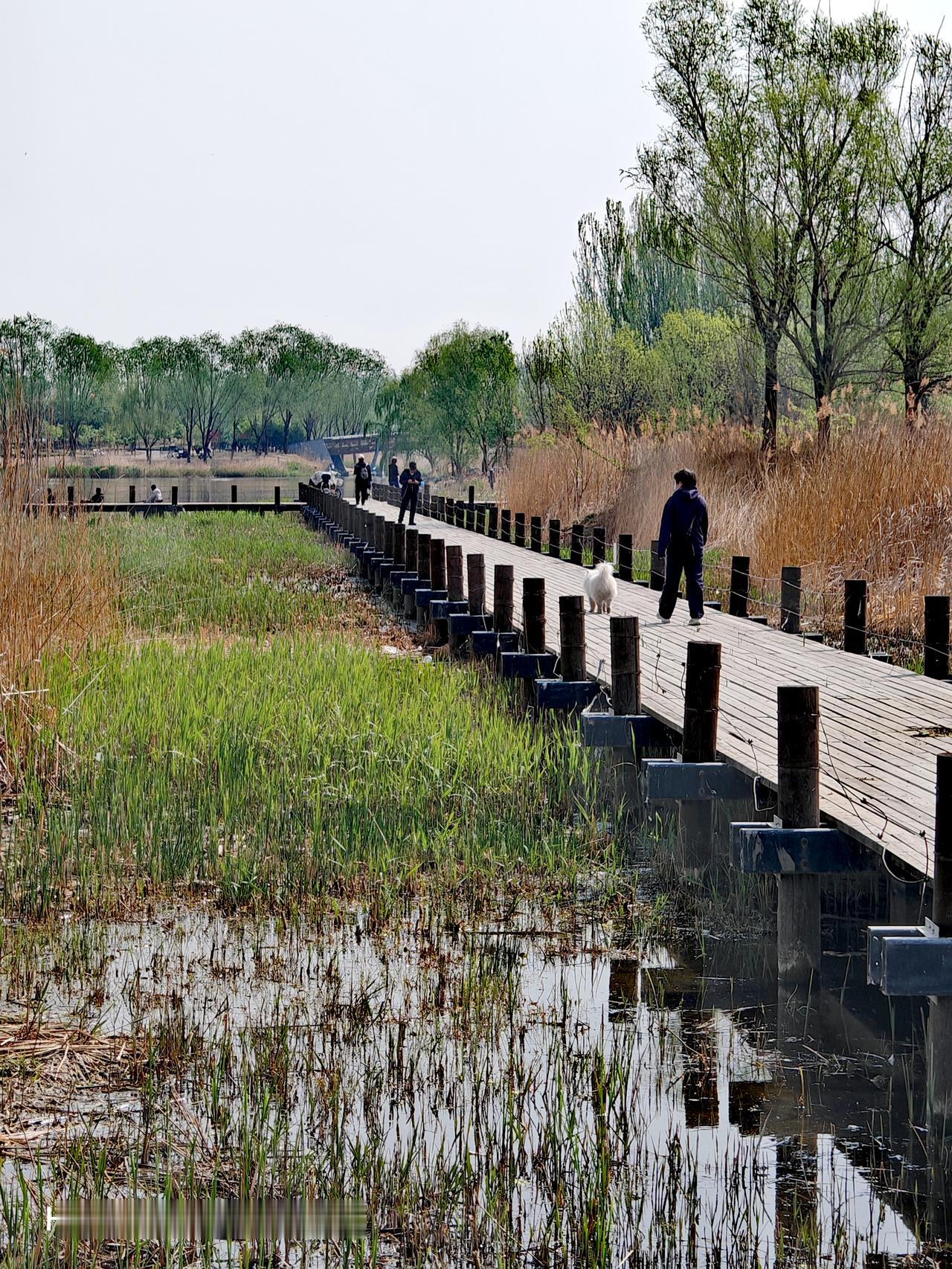 朝阳区马家湾湿地公园，简直是宝藏之地！它在东五环外，占地71万平方米，水域就有2