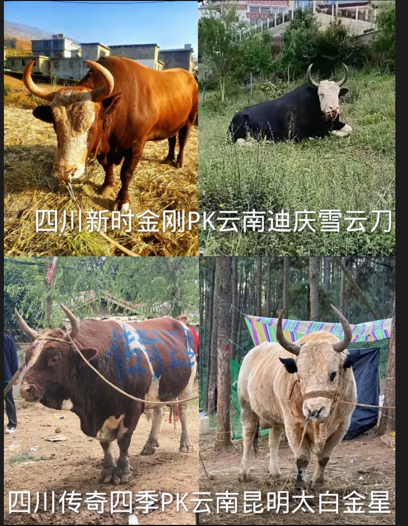 云南大战四川！谁最厉害？