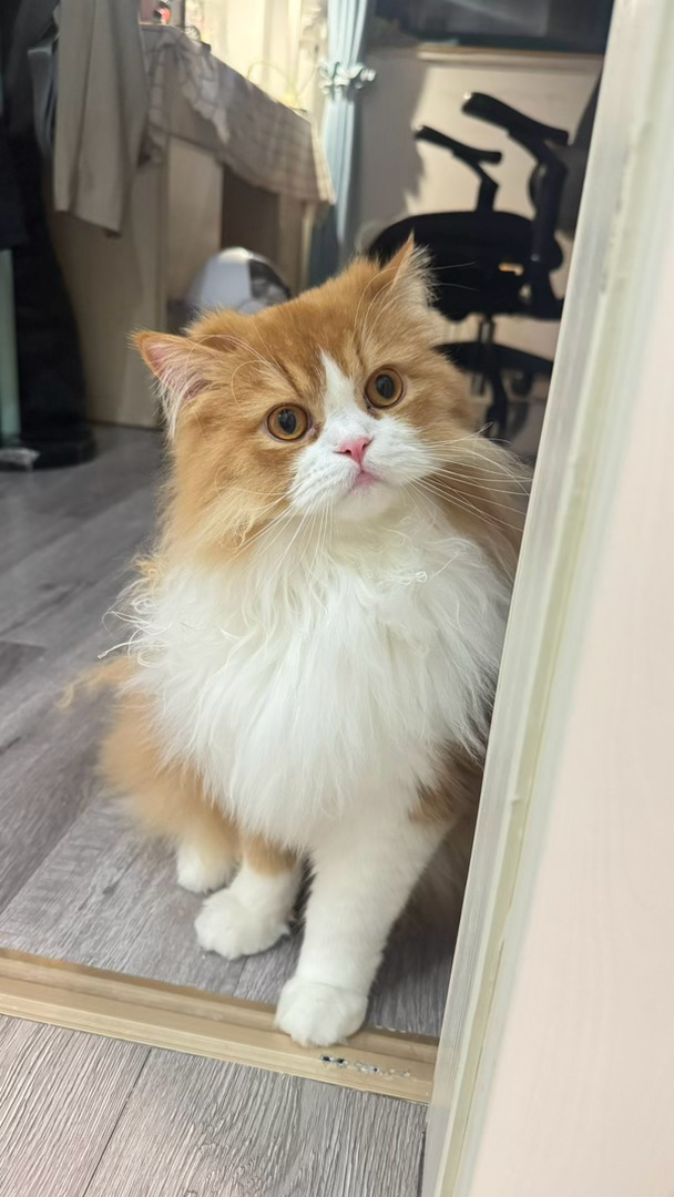 每日萌宠打卡萌宠萌萌小猫，连睡睡姿都这么萌 