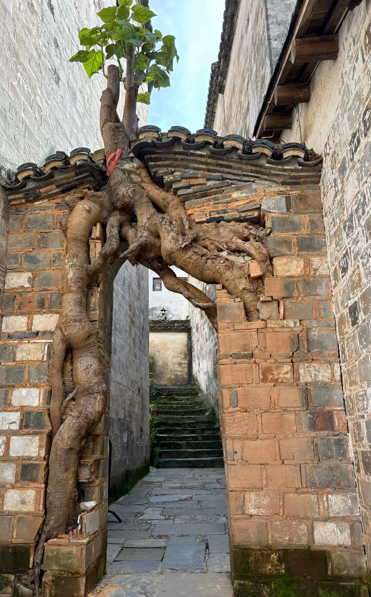 向阳而生，修剪了，这个门上的树之前好大一堆呢。看是树坚强还是墙坚强了[呲牙]够坚