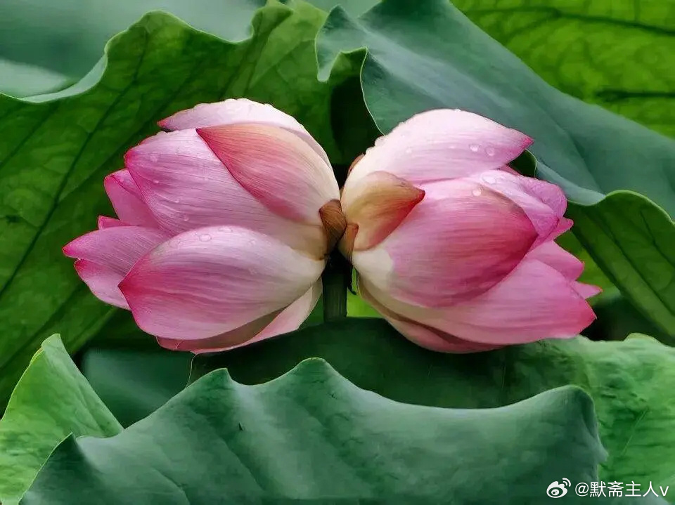 法则·默斋主人原创自由诗真正的重视，是温水护着游鱼，不让它看见釜底的薪柴。是晚风