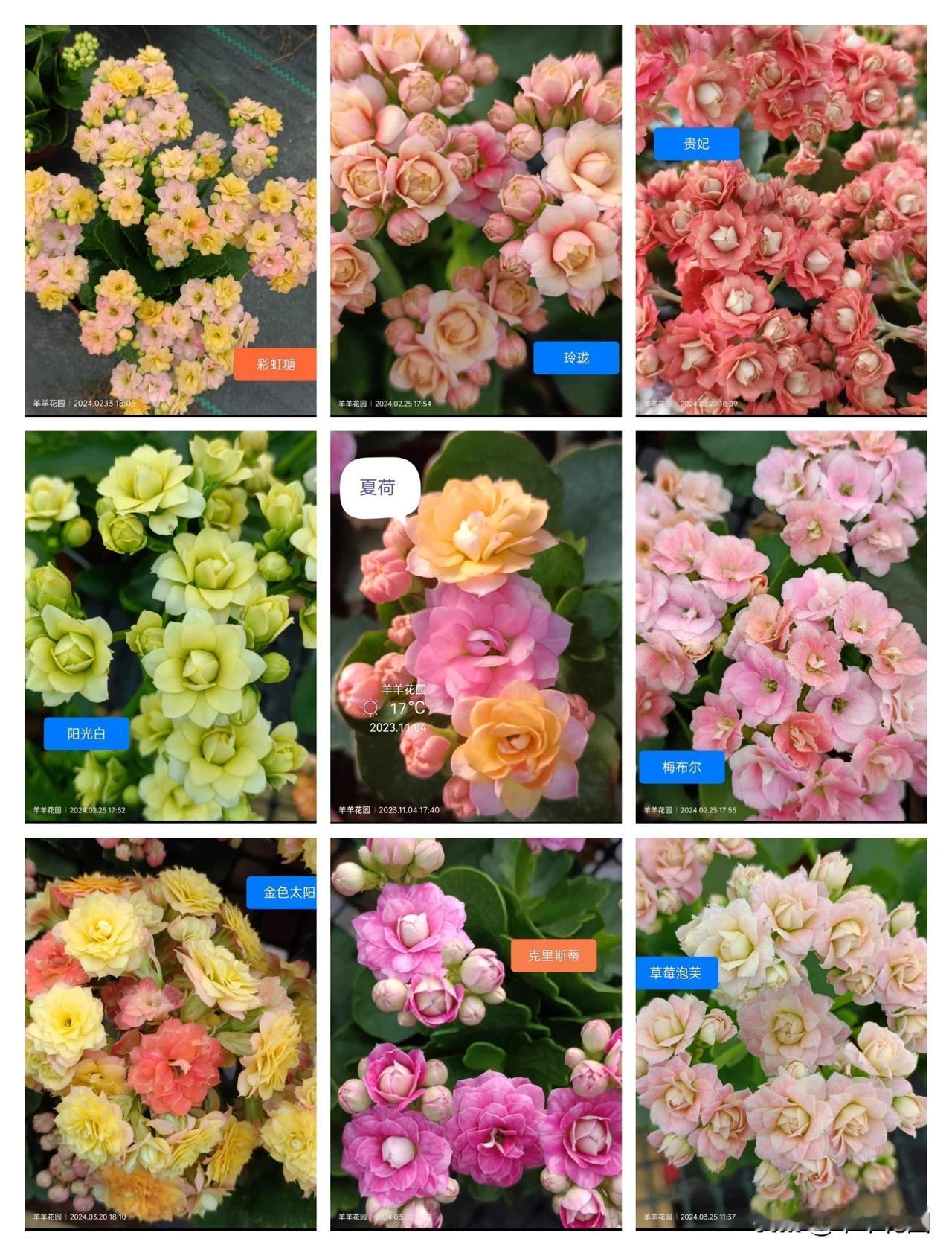 #分享一张拍的花#