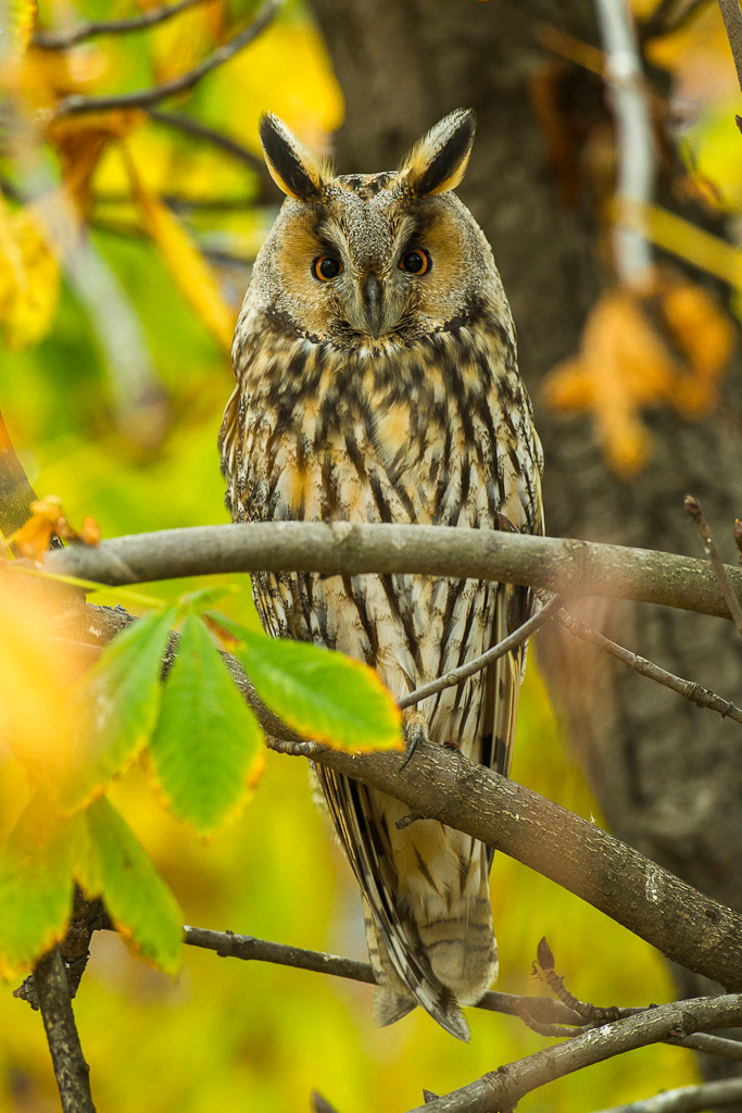 长耳鸮（Asio otus）英语Long-eared owl（cat owl），