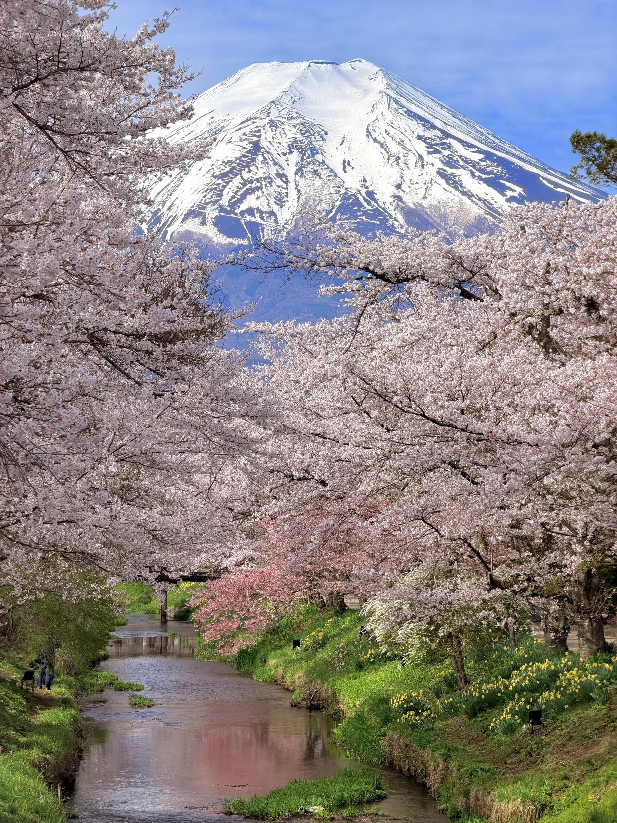 春天被人艾特看樱花 那应该是非常浪漫的事。河口湖和新仓山浅间公园的樱花...
