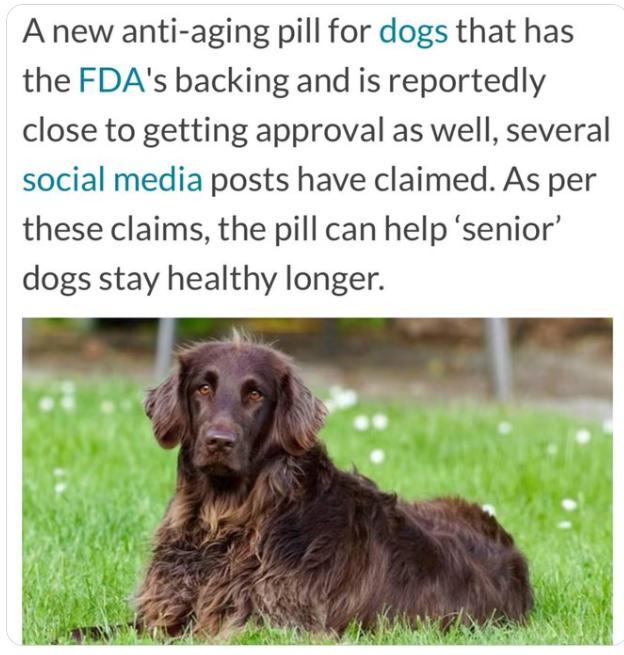 【科学家正在研制世界上第一种可以延缓狗衰老的药物。 该药物预计将于2026年上市