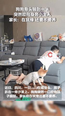 纠结什么？四川，小男孩在沙发上趴着玩手机，旁边的柴犬本来在好好啃骨头，可不知道为