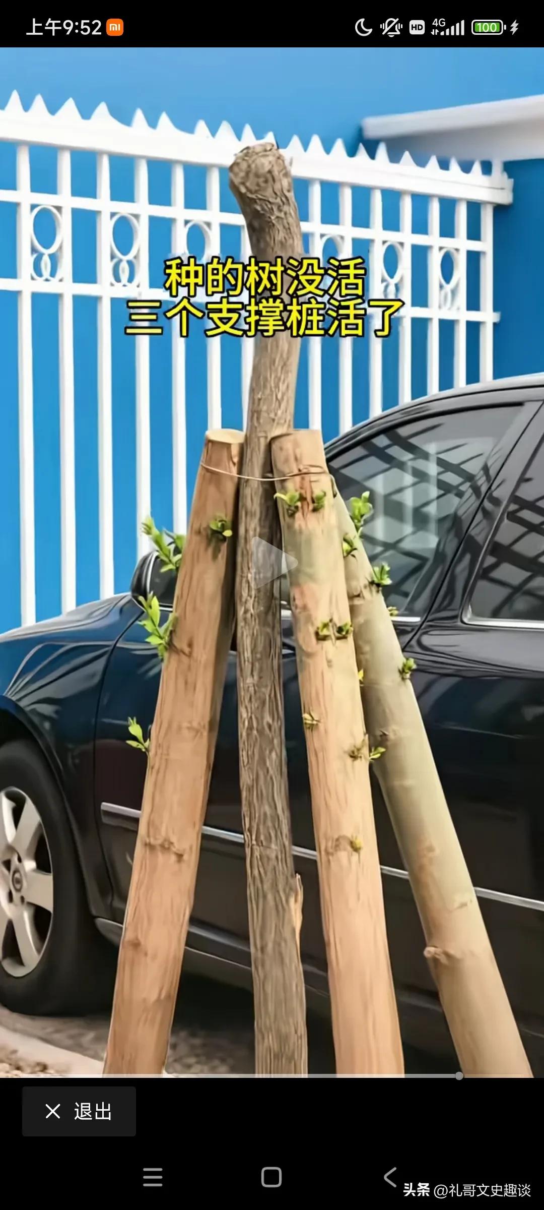 这树栽的让人很无语。你看看一棵树桩栽下去，三个树桩做支撑，结果呢，树没活，三个树