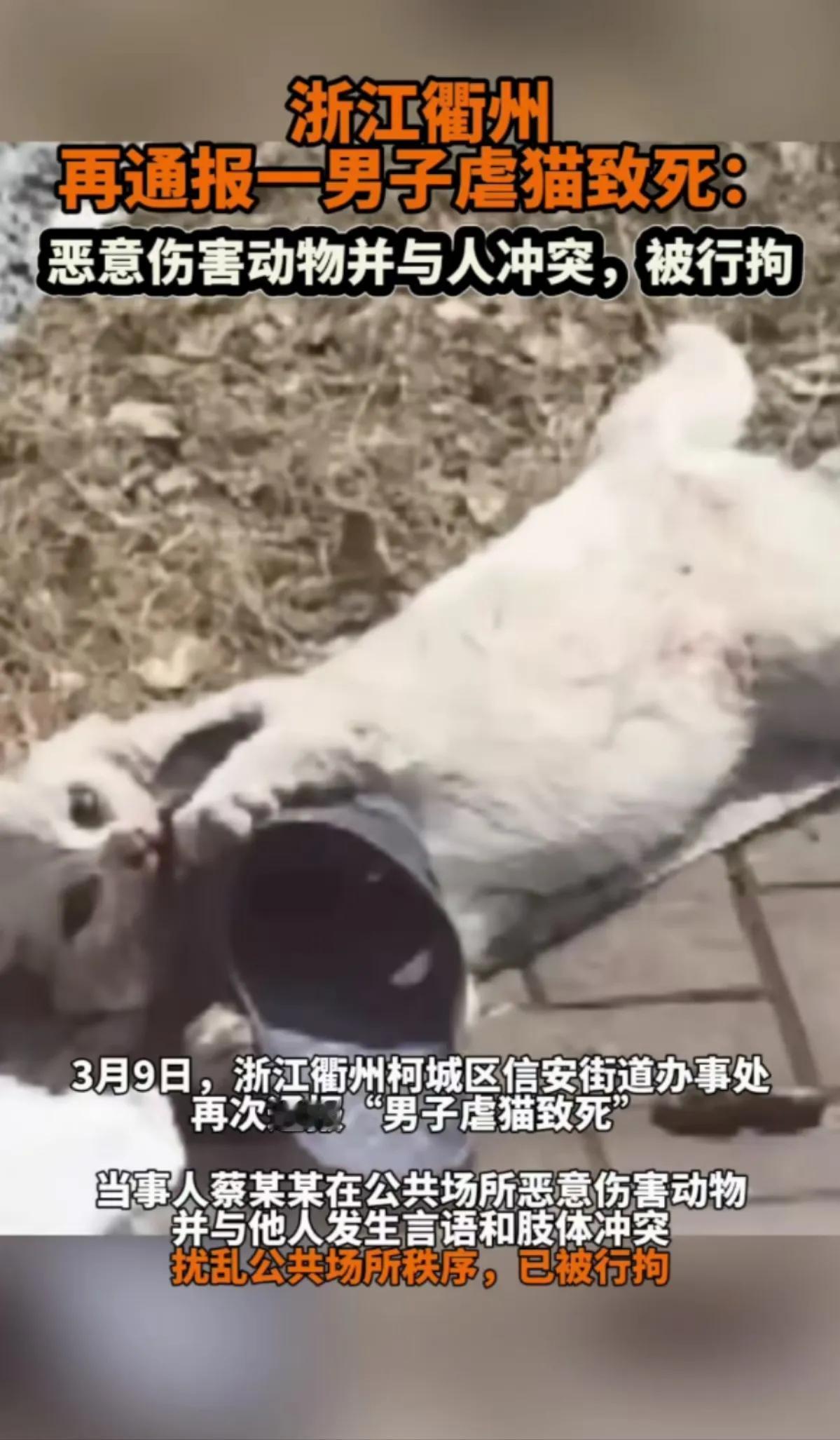 看哭了，憨猫猫啊，以为抱着拖鞋就不会死

怎么那么心疼，它什么都不懂，它是一只什