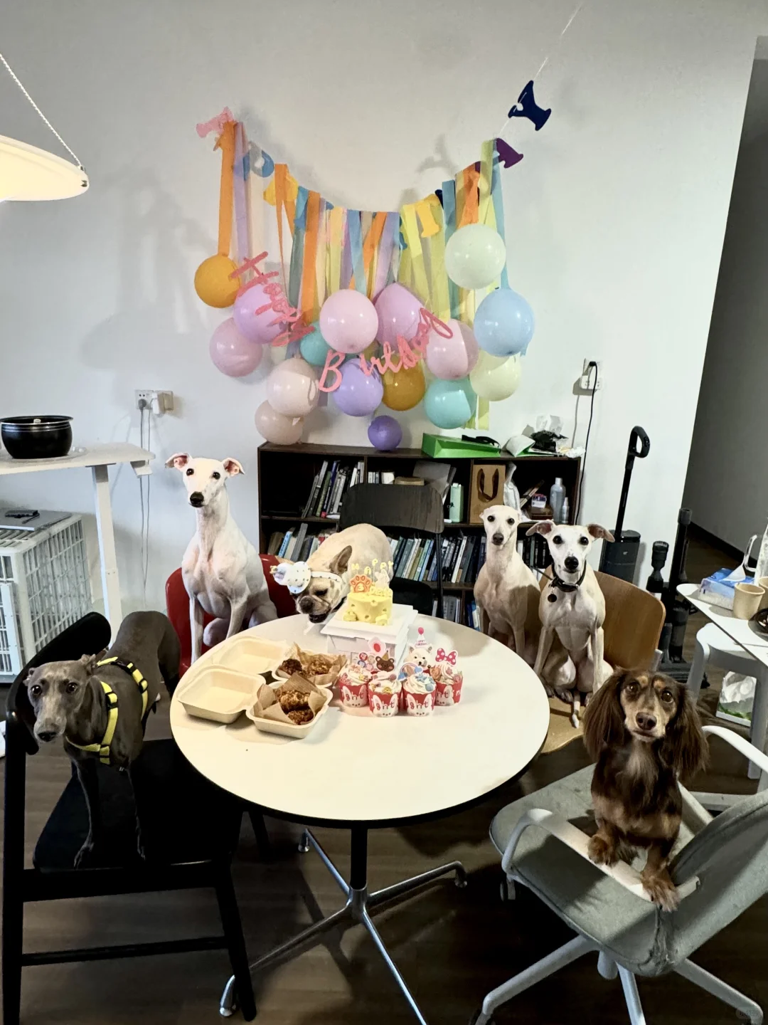 参加Loft小狗生日会 牛姐3️⃣岁快乐🎉