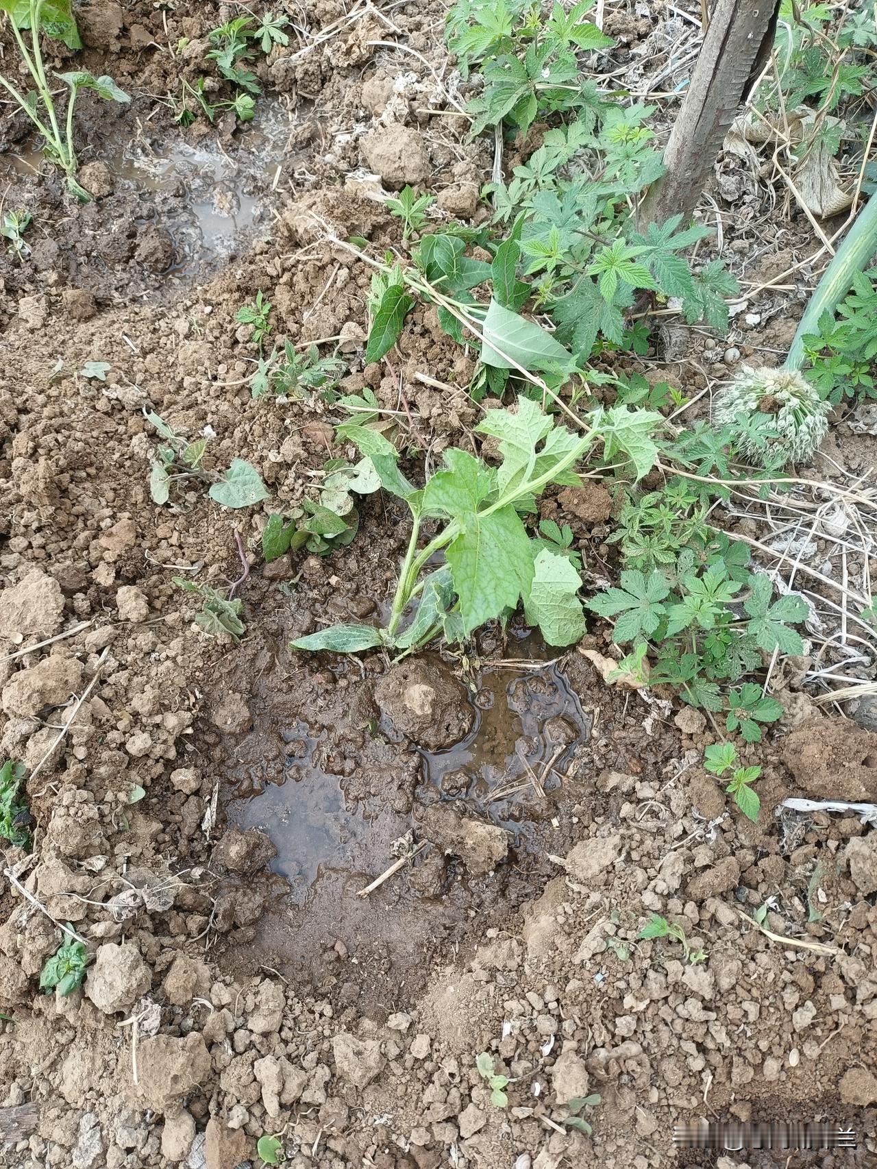 昨天栽了几棵丝瓜苗，正好今天下雨了，丝瓜苗栽的真是时候。

我家今年没种丝瓜苗，
